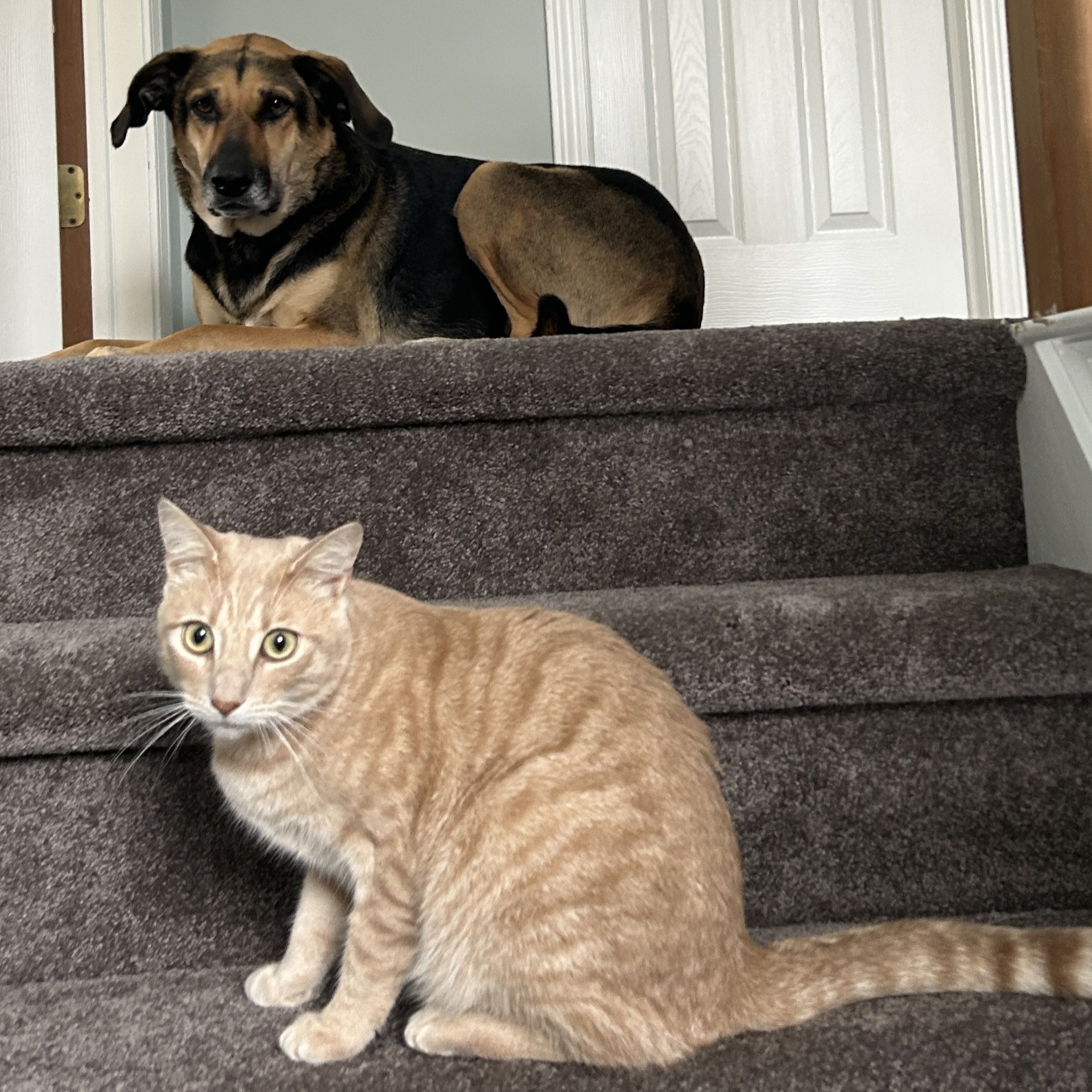 My Cat and Dog